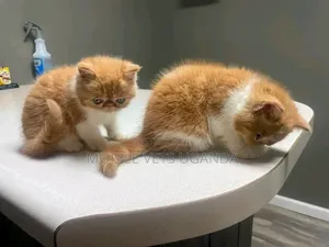 Female Purebred Persian Kitten (0-1 month)
