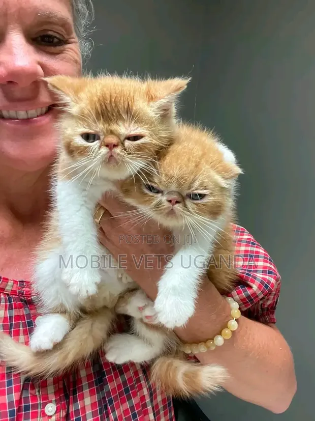 Female Purebred Persian Kitten (1-3 Months) - 1