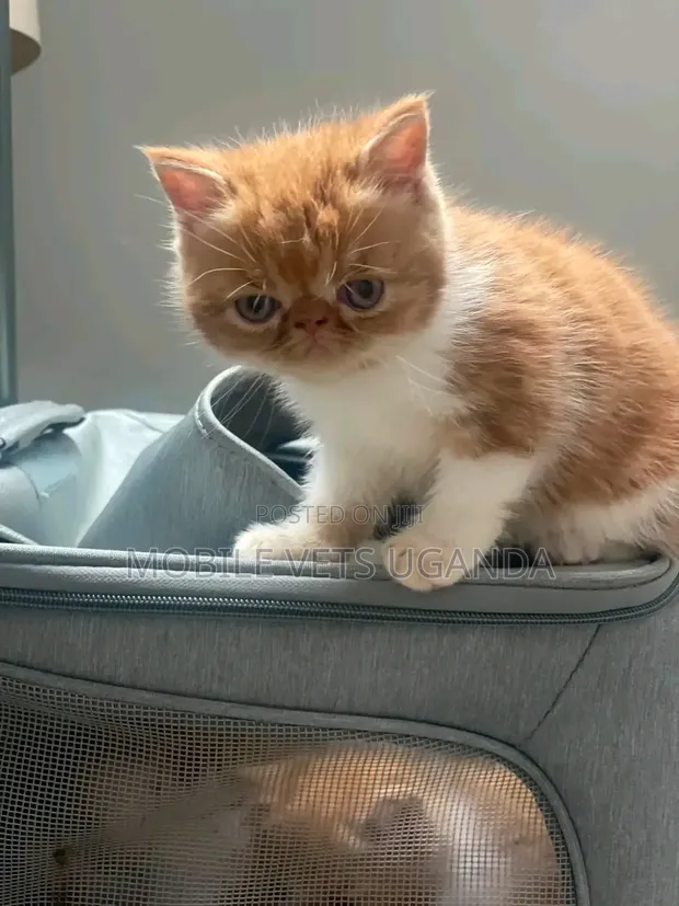 Purebred Persian Kitten - 1-3 Months Old - 1