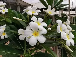 Unique Gardening & Landscaping Services