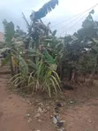 Furnished 3-Bedroom House for Sale in Kasengejje, Wakiso - 4