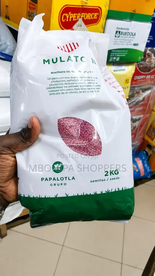 Mulato II Grass Seed - 1