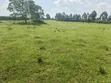 14 Acres Farmland for Sale in Kyenjojo - 3