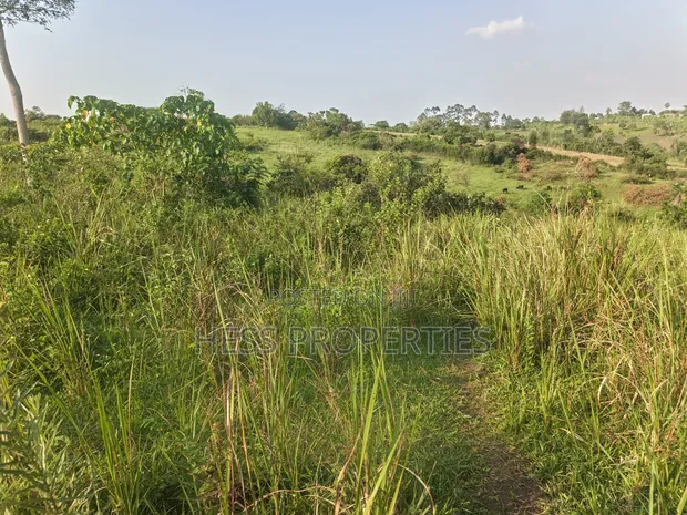 50 Acres Titled Farmland for Sale in Kyenjojo District - 1