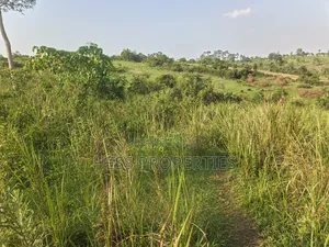 50 Acres Titled Farmland for Sale in Kyenjojo District