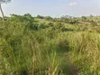 50 Acres Titled Farmland for Sale in Kyenjojo District - 1