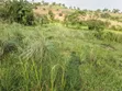 50 Acres Titled Farmland for Sale in Kyenjojo District - 2