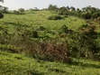 50 Acres Titled Farmland for Sale in Kyenjojo District - 5