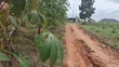 1 Acre Land for Sale in Namulaba, Namugongo - 4