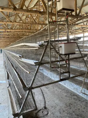 Used Hen Cages (Galvanized Steel)