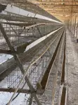 Used Hen Cages (Galvanized Steel) - 3