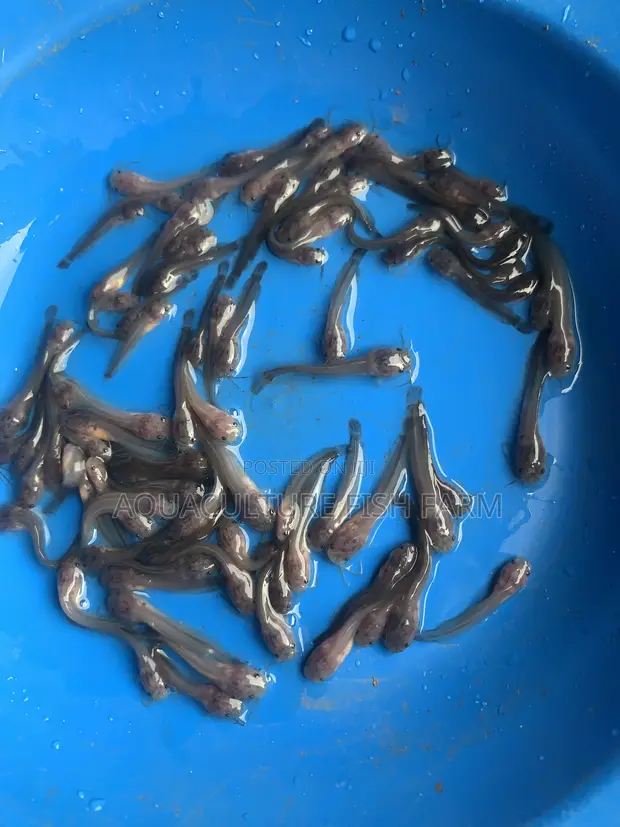 Catfish Fingerlings for Sale - 1