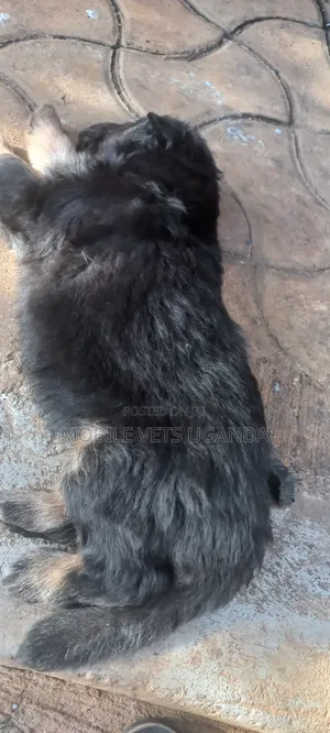 1-3 Month Old Male Purebred German Shepherd Puppy