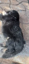 1-3 Month Old Male Purebred German Shepherd Puppy - 1