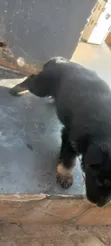 1-3 Month Old Male Purebred German Shepherd Puppy - 2