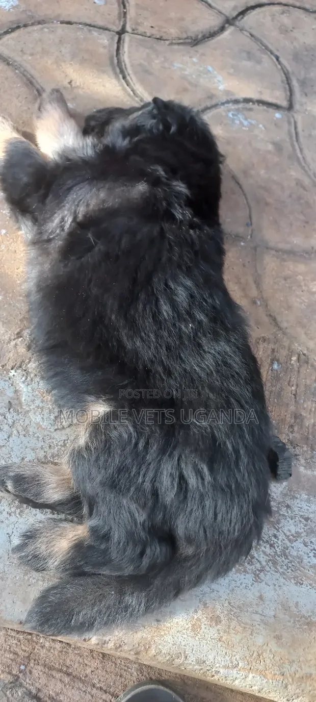 Female German Shepherd Puppy (0-1 Month) - 1