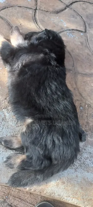 Female German Shepherd Puppy (0-1 Month)
