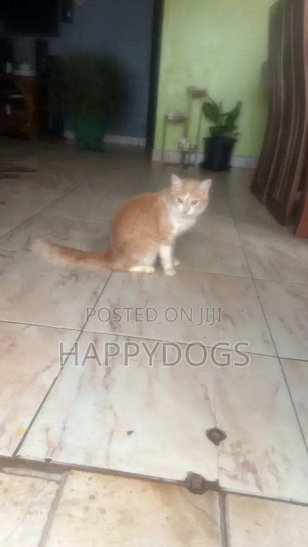Male Mixed Breed Cat, 6-12 Months - 1