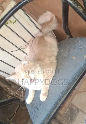 6-12 Month Male Mixed Breed Cat
