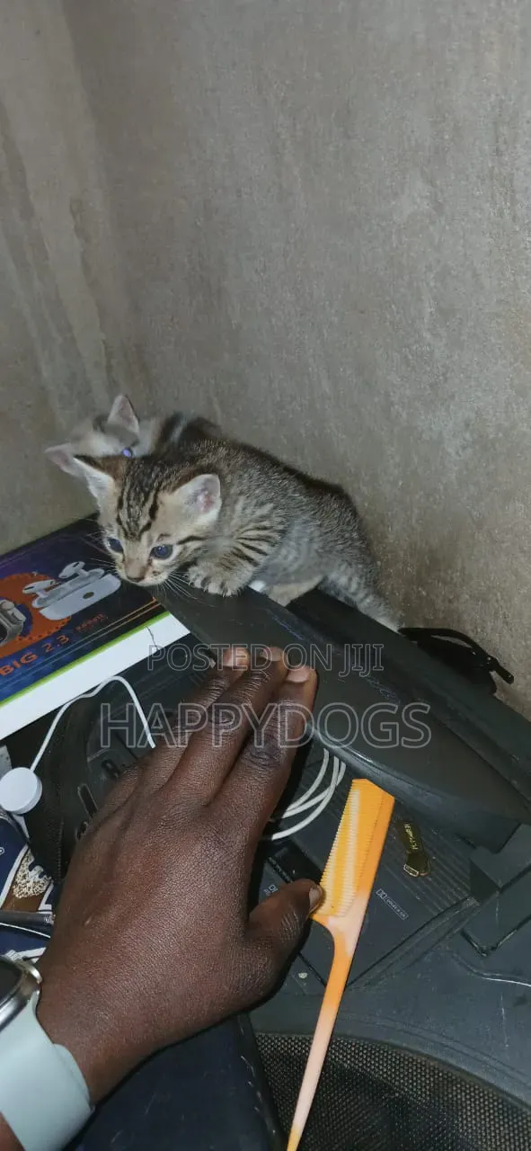 Female Mixed Breed Cat, 1-3 Months Old - 1