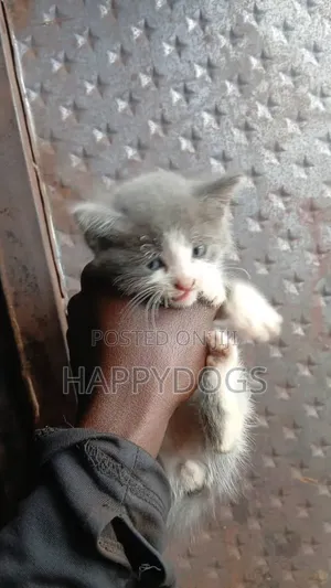Male Mixed Breed Cat, 1-3 Months Old