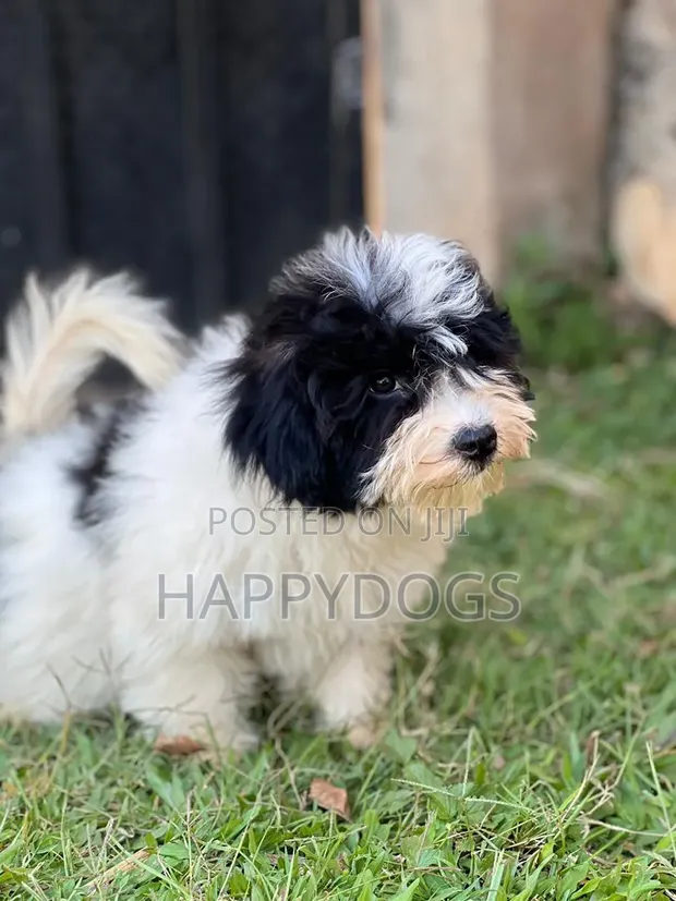 Purebred Male Maltese Puppy - 1