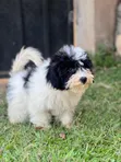 Purebred Male Maltese Puppy - 2