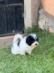 Purebred Male Maltese Puppy - 3