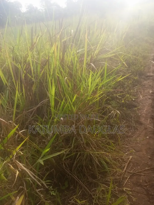 Acre of Land for Sale - 28km from Kampala - 1