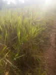 Acre of Land for Sale - 28km from Kampala - 1