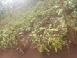 Acre of Land for Sale - 28km from Kampala - 4