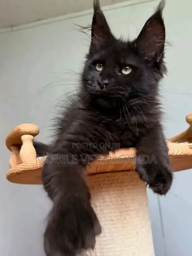 Female Purebred Maine Coon Kitten (1-3 Months) - 1