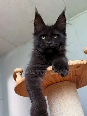 Female Purebred Maine Coon Kitten (1-3 Months)