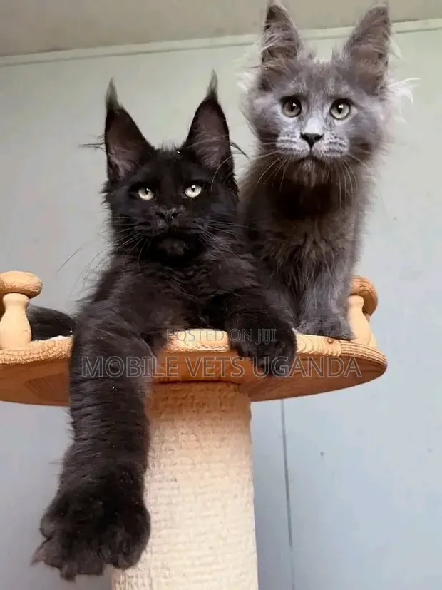Purebred Maine Coon Kitten - 3-6 Months - 1