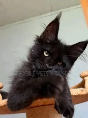 Purebred Male Maine Coon Kitten (1-3 Months)