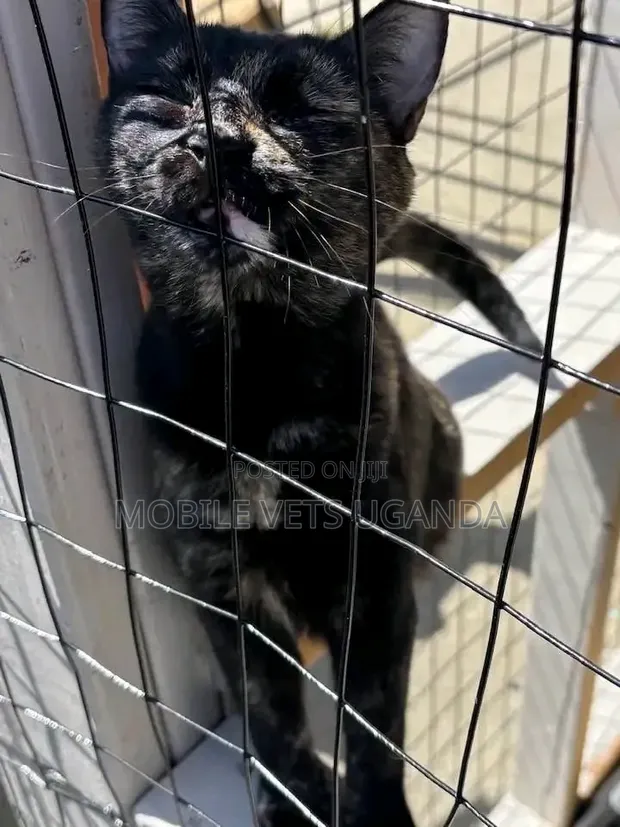 Purebred Male Maine Coon Kitten (1-3 Months) - 1