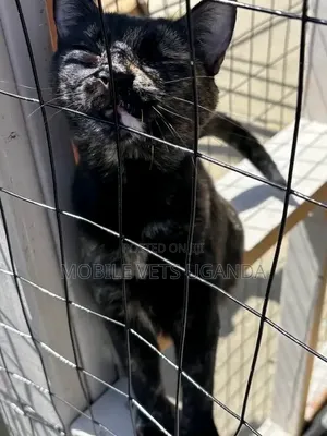 Purebred Male Maine Coon Kitten (1-3 Months)