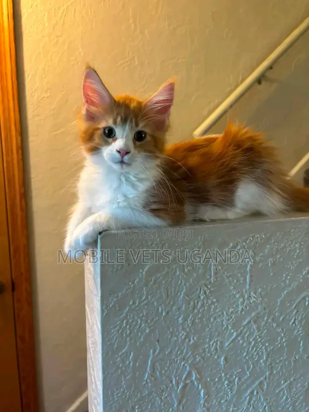 Purebred Female Maine Coon Kitten (3-6 Months) - 1