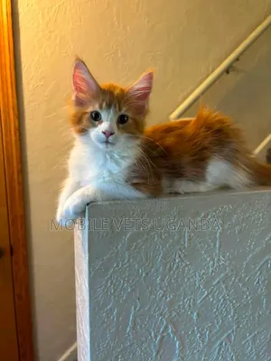 Purebred Female Maine Coon Kitten (3-6 Months)