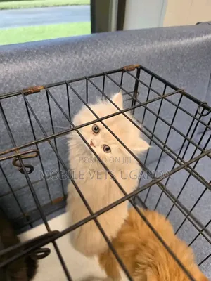 Purebred Persian Kitten - 0-1 Month Male