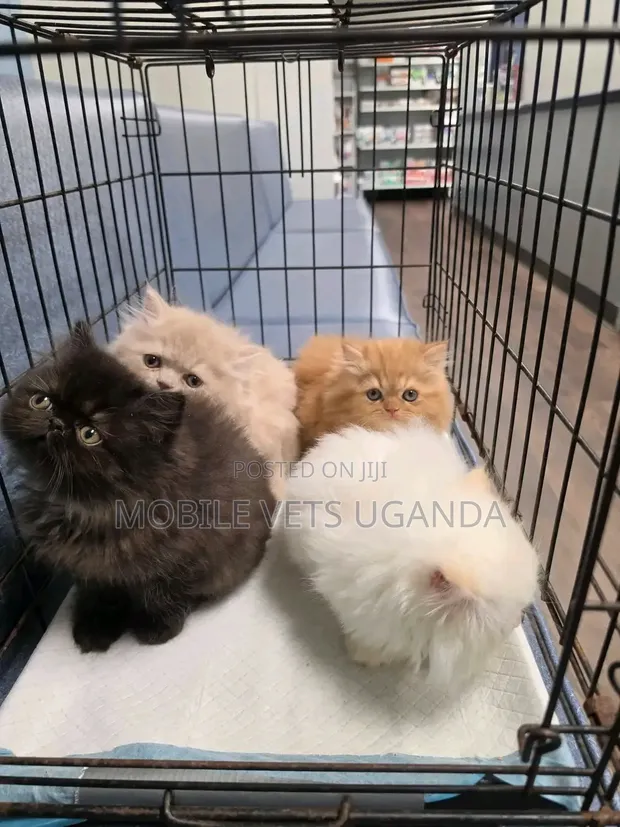 Female Purebred Persian Kitten (0-1 Month) - 1