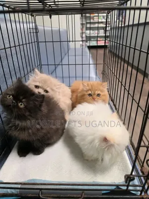 Female Purebred Persian Kitten (0-1 Month)