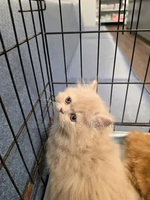 Purebred Persian Kitten - 3-6 Months Male