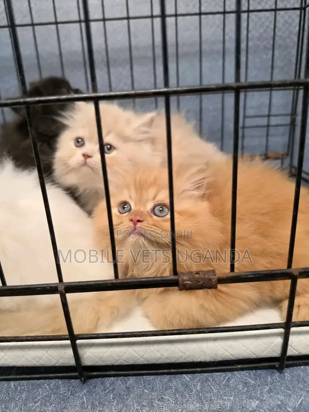 Purebred Persian Kitten - 1-3 Months Male - 1