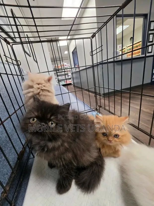 Purebred Persian Kitten - 1-3 Months Male - 1
