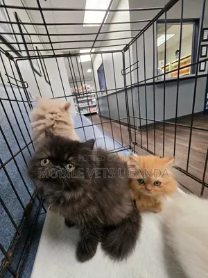 Purebred Persian Kitten - 1-3 Months Male