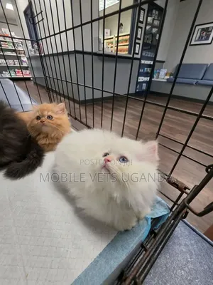 Purebred Persian Kitten - 1-3 Months Female