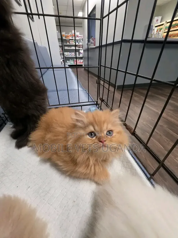 Purebred Persian Kitten - 1-3 Months Male - 1