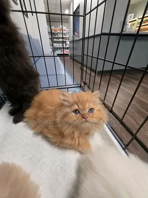 Purebred Persian Kitten - 1-3 Months Male