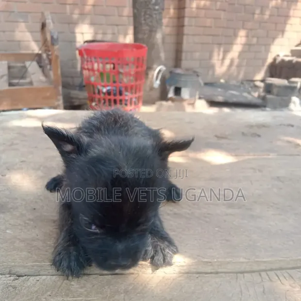 Female Purebred Chihuahua Puppy (0-1 Month) - 1